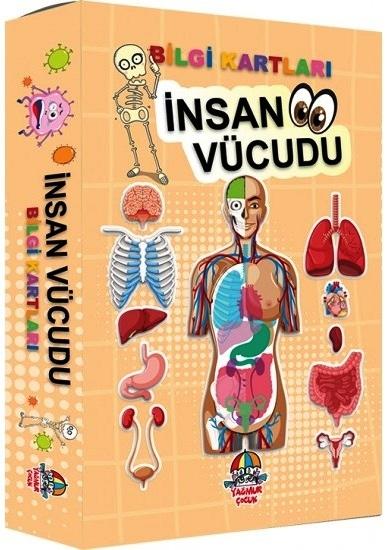 Bilgi Kartları - İnsan Vücudu